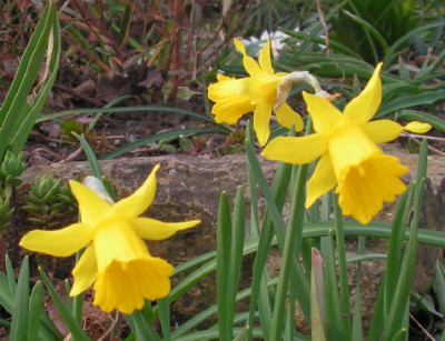 Narcissus_Small_Talk_002.jpg