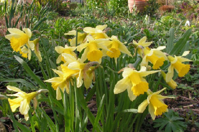 Narcissus_pseudonarcissus_ex_Muessel_066.jpg