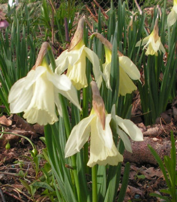 Narcissus_moschatus_062.jpg