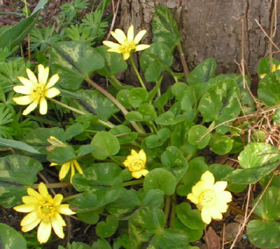 Ranunculus_chrysocephalus_008.jpg