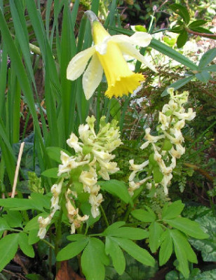 Corydalis_marshalliana_024.jpg