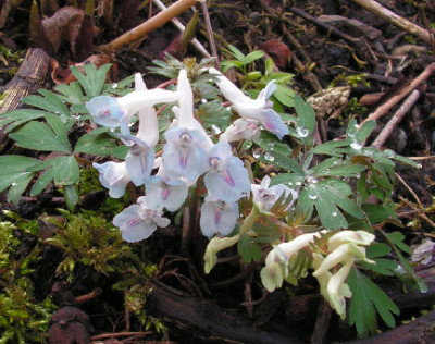 Corydalis_ornata_016.jpg
