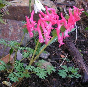 Corydalis_ex_Beth_Evans_043.jpg