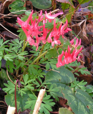Corydalis_solida_017.jpg