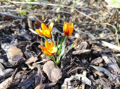 Crocus_Orange_Monarch_20220223_150255.jpg