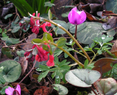 Corydalis_solida_029.jpg