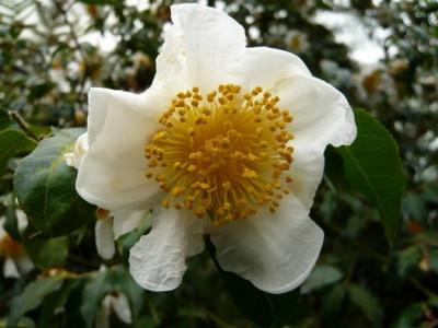 C._Yunnanensis.JPG