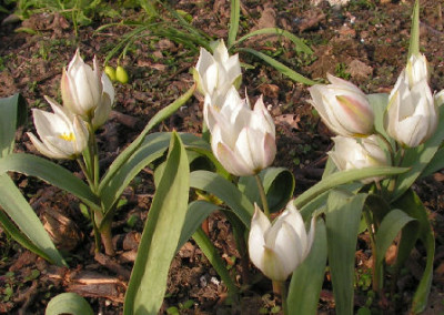 Tulipa_polychroma_005.jpg