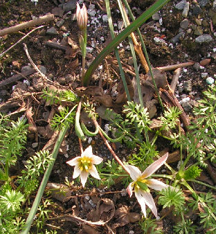 Amana_edulis_011.jpg