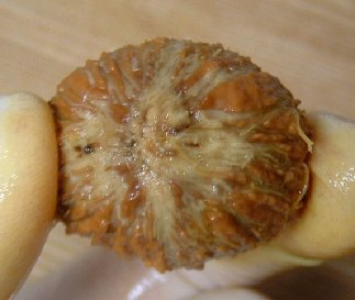 unbek_nuss04.jpg