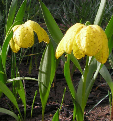 Fritillaria_aurea_048.jpg