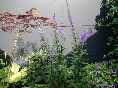 Campanula-Schatten.JPG