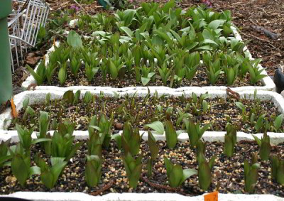 IMG_3452_eFritillaria_camschatcensis_NZ.JPG