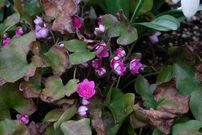 DSCF6054.JPG