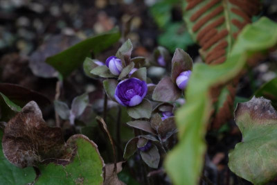 DSCF6055.JPG