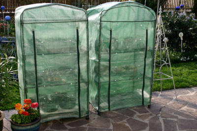 Tomatenaufzuchtb0107.jpg