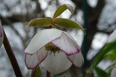DSCF6053.JPG