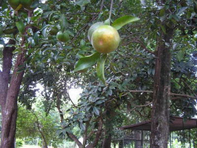 Grapefruit.JPG