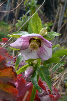 Helleborus-Sämling-Picotee-roteNektarien.22-2.jpg