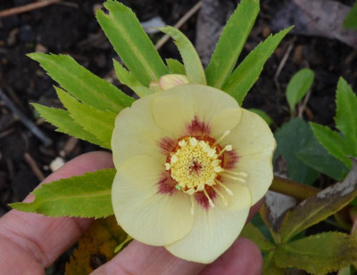 Helleborus-Sämling-SY.22-3.jpg