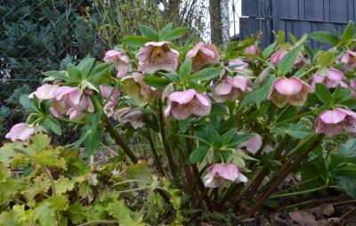 Helleborus-Sämling-Claire.22-2.jpg