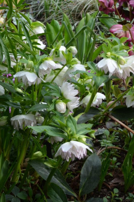 Helleborus-Bäuerlein17.22-1.jpg