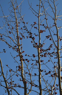 Parrotia_persica-Vanessa.22-1.jpg