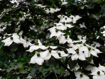 Cornus kousa var. chinensis 2021-06-30.JPG
