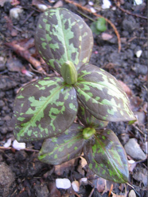 trillium_sessile_fransen.jpg