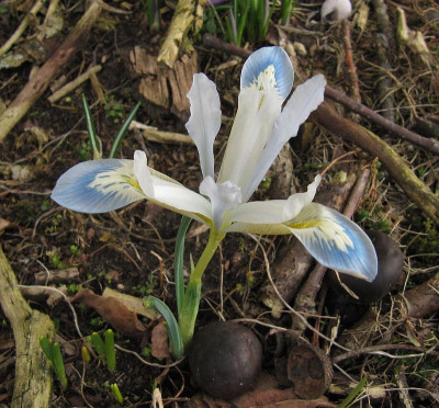 IMG_5573_Iris_Frozen_Planet_24Febr2022_.jpg