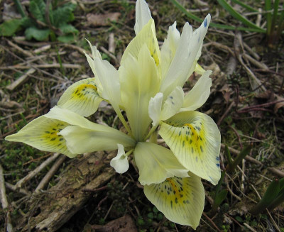 IMG_5579_Iris_Katherines_Gold_24Febr2022_.jpg