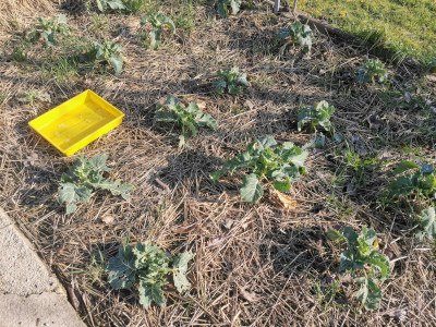 Winterblumenkohl 20220213.jpeg