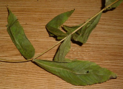 unbek_nuss06.jpg