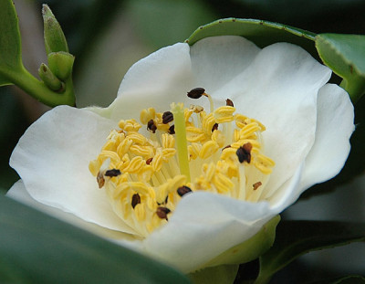 Shiro-Osaraku_2.jpg