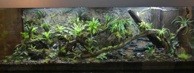 2022-02-26 Terrarium 1.jpg