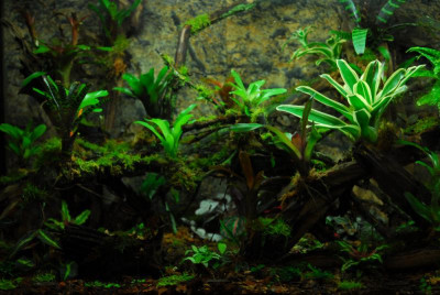2022-02-26 Terrarium 1.jpg