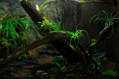 2022-02-26 Terrarium 2.jpg