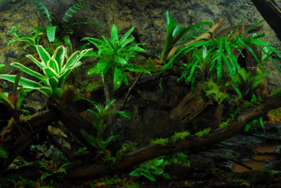 2022-02-26 Terrarium 3.jpg