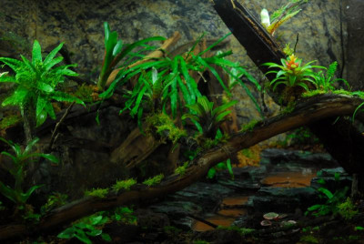 2022-02-26 Terrarium 4.jpg
