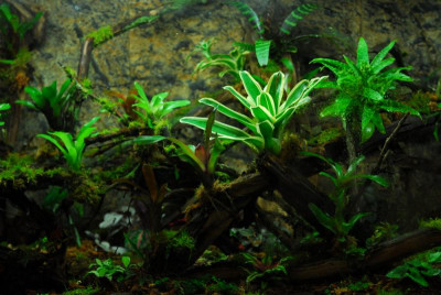 2022-02-26 Terrarium 5.jpg