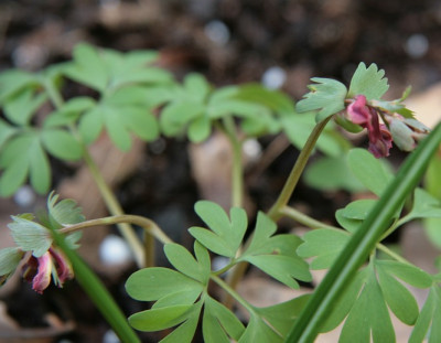 Corydalis_fabacea_IMG_2035jpg.jpg