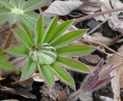 Lupinus_P1030100_B.jpg