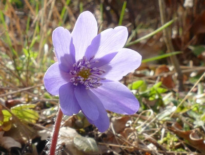 Hepatica_P1030121_B.jpg