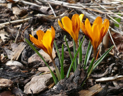 Crocus_Orange_Monarch_P1030125_B.jpg