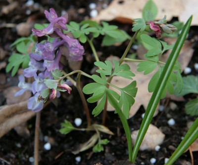 Corydalis_fabacea_IMG_2037jpg.jpg
