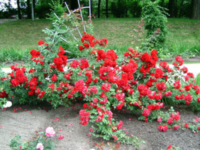 Forst_rosen 013.JPG