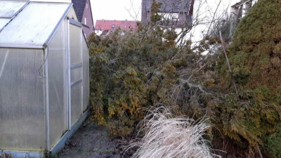 gartenkonifereliegt.jpg