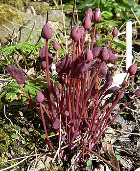 Jeffersonia_fars_2008.jpg