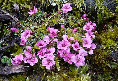 Saxifraga_Hybride_fars_2008.jpg