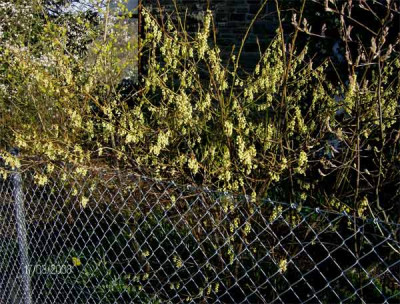 stachyurus-praecox_170308.jpg